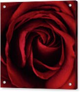 Red Rose #1 Acrylic Print