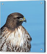 Red Tailed Hawk 6 #1 Acrylic Print