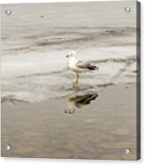 Ring-billed Gull Reflection #1 Acrylic Print