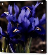 Romantic Dwarf Iris #1 Acrylic Print
