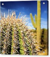 Saguaro Cactus In The Arizona Desert #1 Acrylic Print