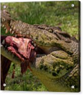 Saltwater Crocodile Eating #5 Acrylic Print