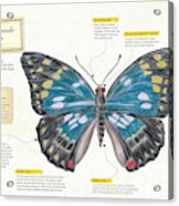 Sasakia Charonda Butterfly Acrylic Print
