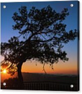 Silhouette Of A Forest Pine Tree During Blue Hour With Bright Sun At Sunset. Acrylic Print