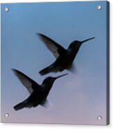 Silhouette Of Hummingbirds #1 Acrylic Print