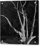 Skeleton Of A Tree #1 Acrylic Print
