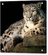 Snow Leopard Portrait #1 Acrylic Print