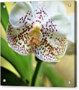Spotted Orchid Flower #1 Acrylic Print