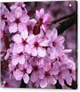 Spring Cherry Blossoms #1 Acrylic Print