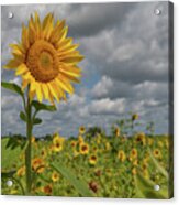 Sunflower In Field Acrylic Print