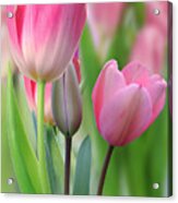 Tall Tulips #1 Acrylic Print