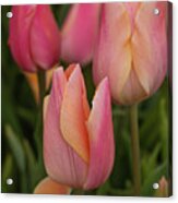 Graceful Tulips Acrylic Print