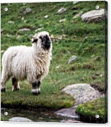 Valais Blacknose Sheep On An Alpine Hiking Trail In Zermatt #1 Acrylic Print