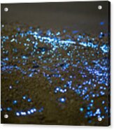 Vargula Hilgendorfii Or Sea-fireflies On The Beach #1 Acrylic Print