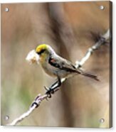 Verdin Acrylic Print