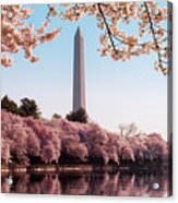 Washington Monument Towers Above Blossoms #1 Acrylic Print