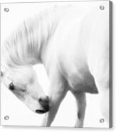 White Knight Ii - Horse Art #1 Acrylic Print