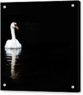 White Swan Reflected In Calm Water #1 Acrylic Print