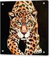 Wild Cat #1 Acrylic Print