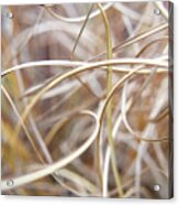 Winter Grasses #1 Acrylic Print