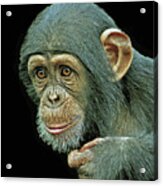 Young Chimpanzee #1 Acrylic Print