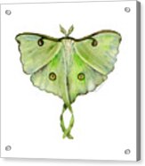 100 Luna Moth Acrylic Print