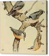 Beautiful Vintage Bird #1016 Acrylic Print