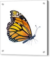 103 Perched Monarch Butterfly Acrylic Print
