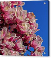 Magnolia Blossoms #147 Acrylic Print