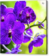 Purple Orchid Flowers #15 Acrylic Print