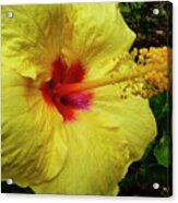 Hawaii Flower Photography 20150713-684 Acrylic Print