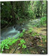 1904buderim1 Acrylic Print