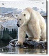 Adult Male Polar Bear At The Ice Edge In Svalbard #2 Acrylic Print