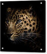 Amur Leopard  #2 Acrylic Print