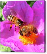 2 Bees Or Not 2 Bees Acrylic Print