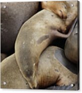 California Sea Lions Asleep  #2 Acrylic Print
