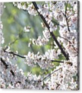 Cherry Blossoms #2 Acrylic Print