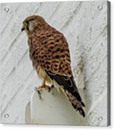 Eurasian Kestrel Falco Tinnunculus Costa Ballena Cadiz #2 Acrylic Print