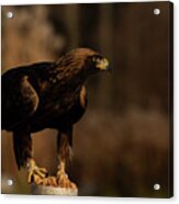 European Golden Eagle #2 Acrylic Print