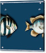 2 Fishes Acrylic Print