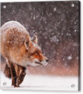 Fox First Snow #2 Acrylic Print