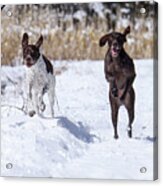 German Shorthaired Pointers #2 Acrylic Print