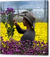 Harvesting Flowers #2 Acrylic Print