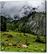 Herd Of Cows In National Park Gesaeuse In The Ennstaler Alps In Austria Acrylic Print