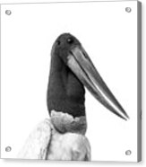 Jabiru Stork #2 Acrylic Print