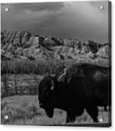 Lone Buffalo At Theodore Roosevelt National Park In North Dakota In Black And White #2 Acrylic Print