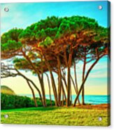 Maritime Pine Tree Group Near Sea And Beach. Baratti, Tuscany. Acrylic Print