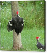 Pileated Woodpecker 2 #2 Acrylic Print
