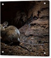 Wood Mouse (apodemus Sylvaticus) #2 Acrylic Print