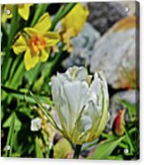 2020 Acewood Tulips By The Water 2 Acrylic Print